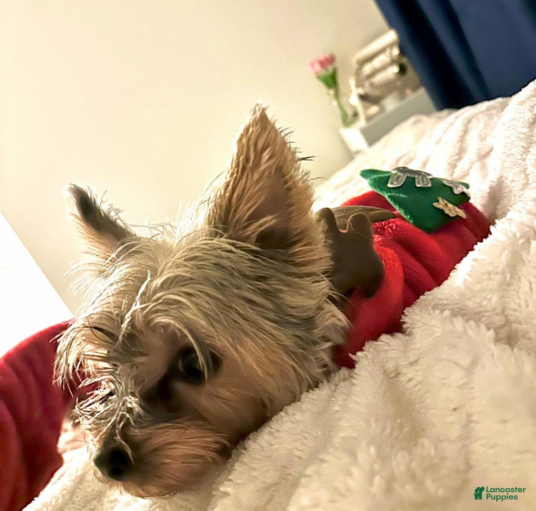 Yorkshire Terrier dogs for sale: Jamie - Ad 2