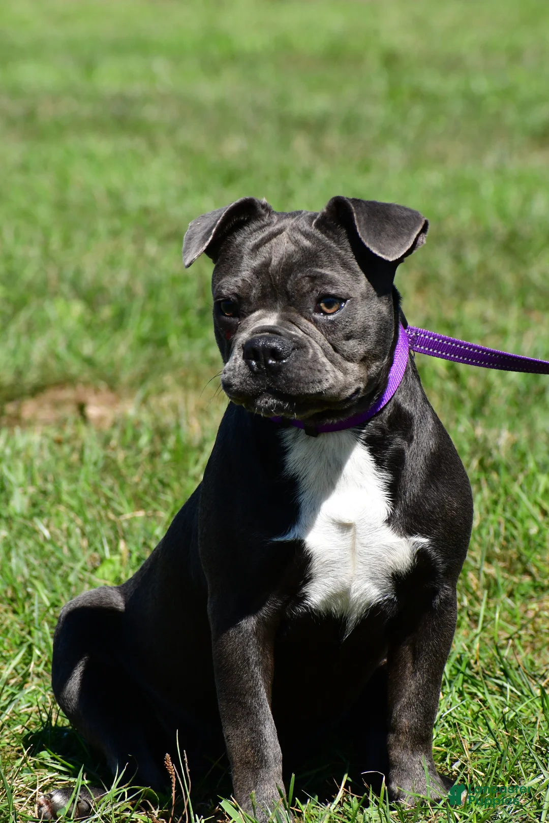 Mixed Breed dogs for sale: Logan - Ad 9