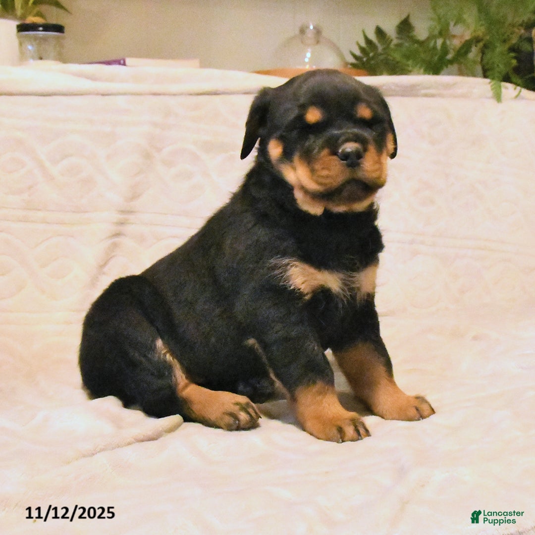 Rottweiler dogs for sale: Bella   - Ad 3