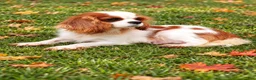 Cavapoo dogs for sale: Kristina   - Ad 21