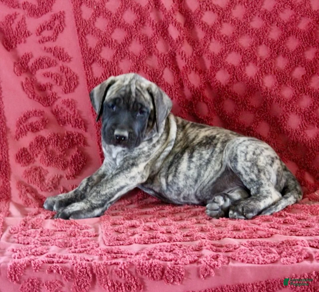 English Mastiff dogs for sale: Chester - Ad 2
