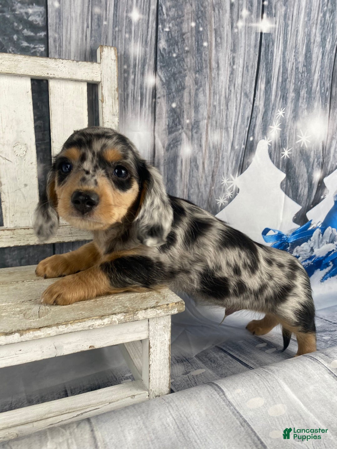 Miniature Dachshund dogs for sale: Max - Ad 7