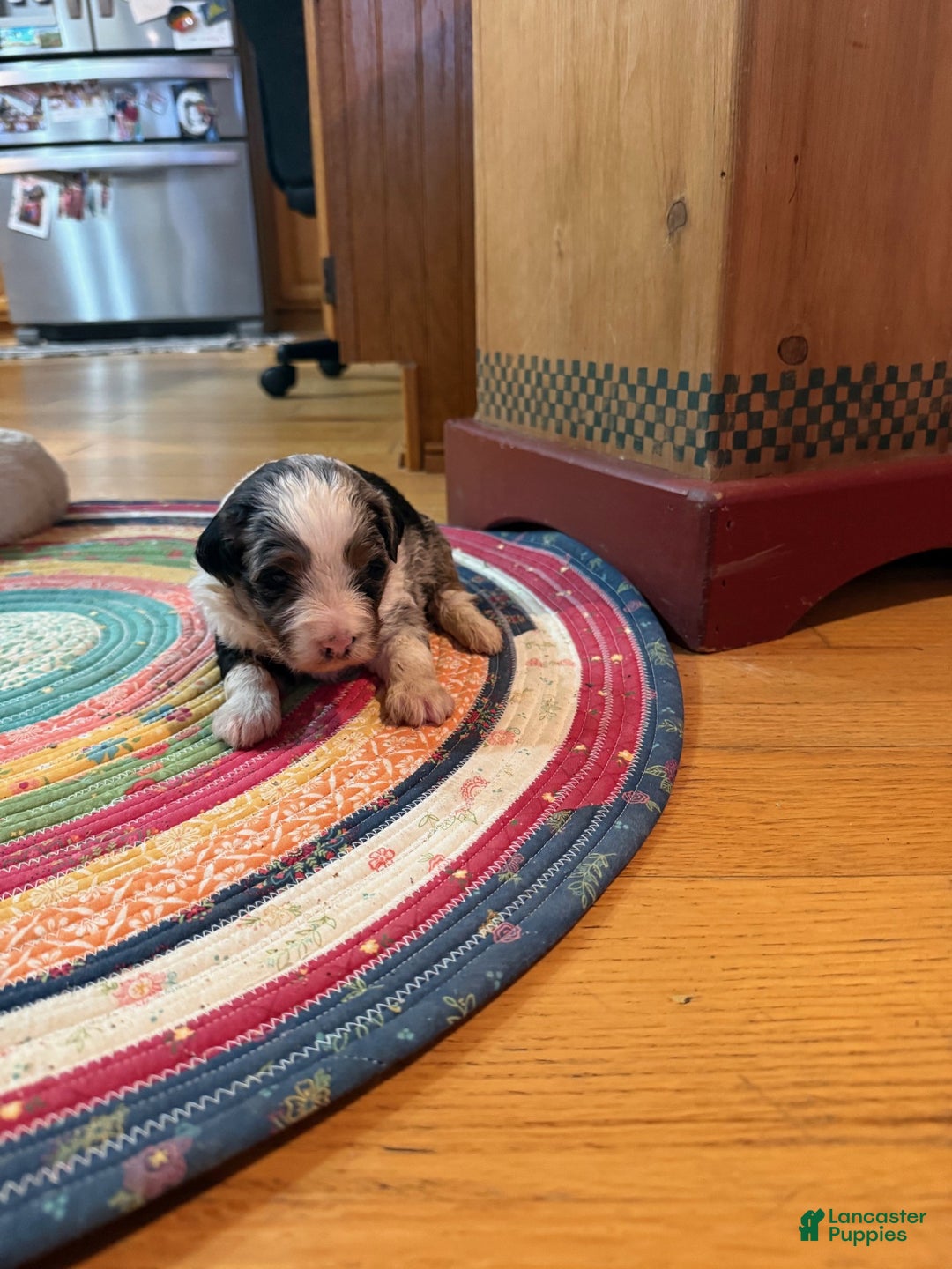 Mini Bernedoodle dogs for sale: Ollie - Ad 3