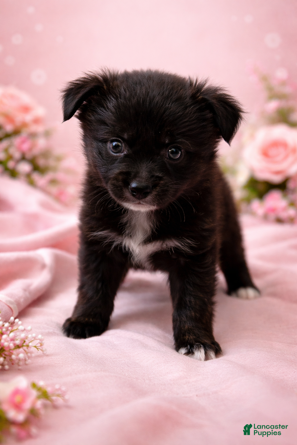 Mixed Breed dogs Zara  - Ad 13