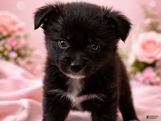 Mixed Breed dogs Zara - Ad 13