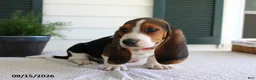 Basset Hound dogs for sale: Copper - Ad 3