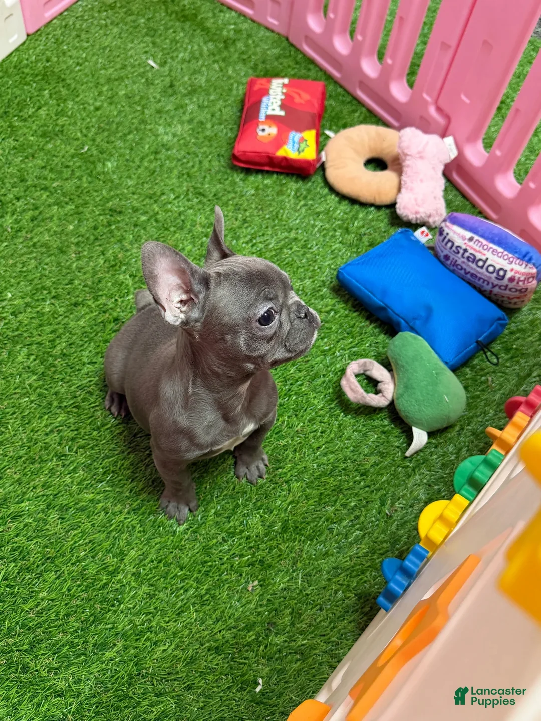 French Bulldog dogs for sale: Frankie - Ad 2