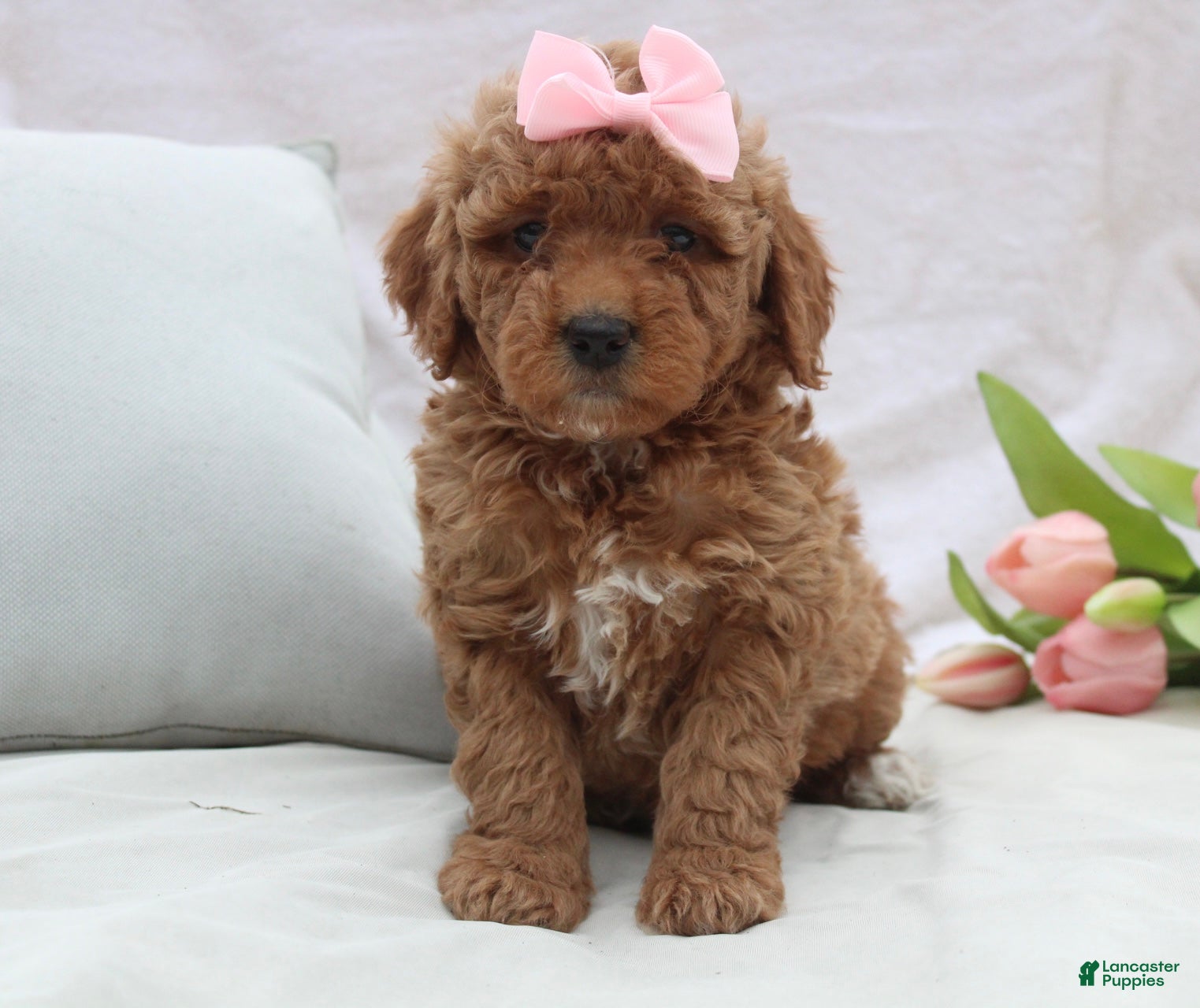 Mini Goldendoodle dogs Remi - Ad 1