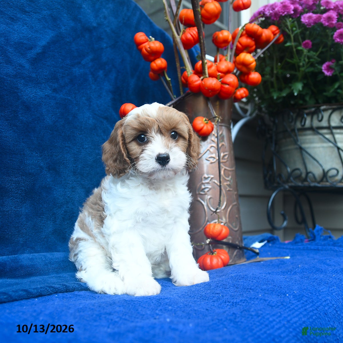 Cavapoo dogs for sale: Jaxon  - Ad 2