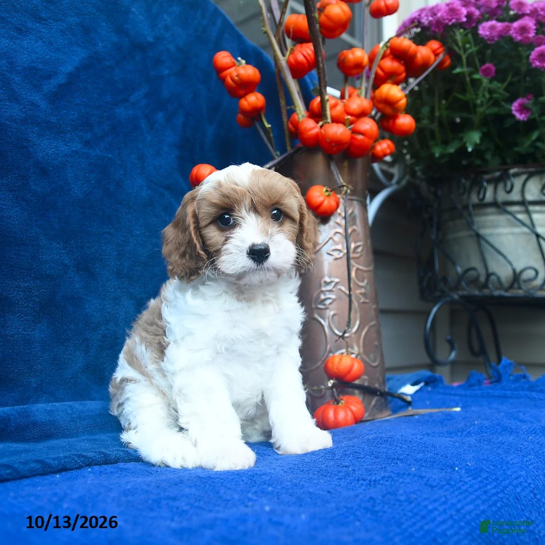 Cavapoo dogs for sale: Jaxon  - Ad 2