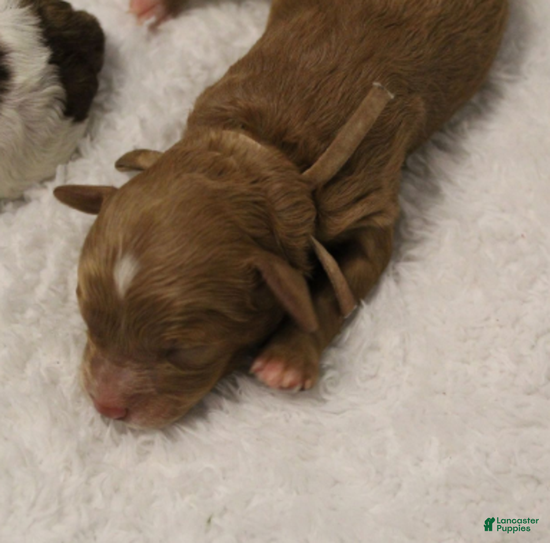 Cavapoo dogs for sale: Tinsel - Ad 8