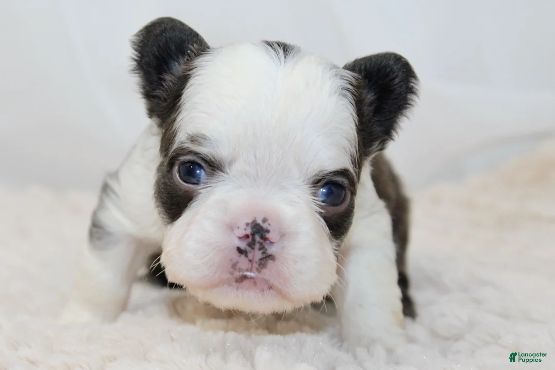 French Bulldog dogs for sale: Karina-Full Fluffy Panda Husky - Ad 12