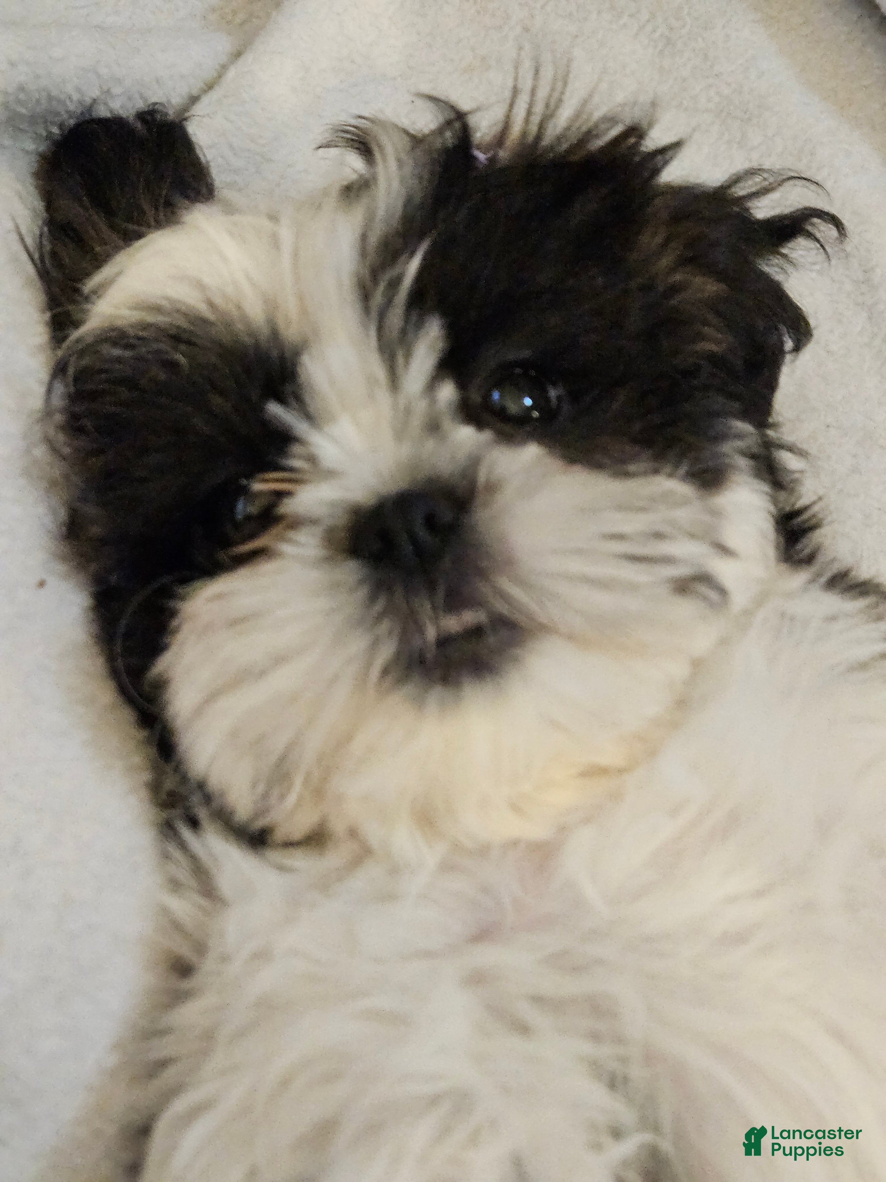 Shorkie dogs Shorkie Puppy 3 Purple - Ad 2