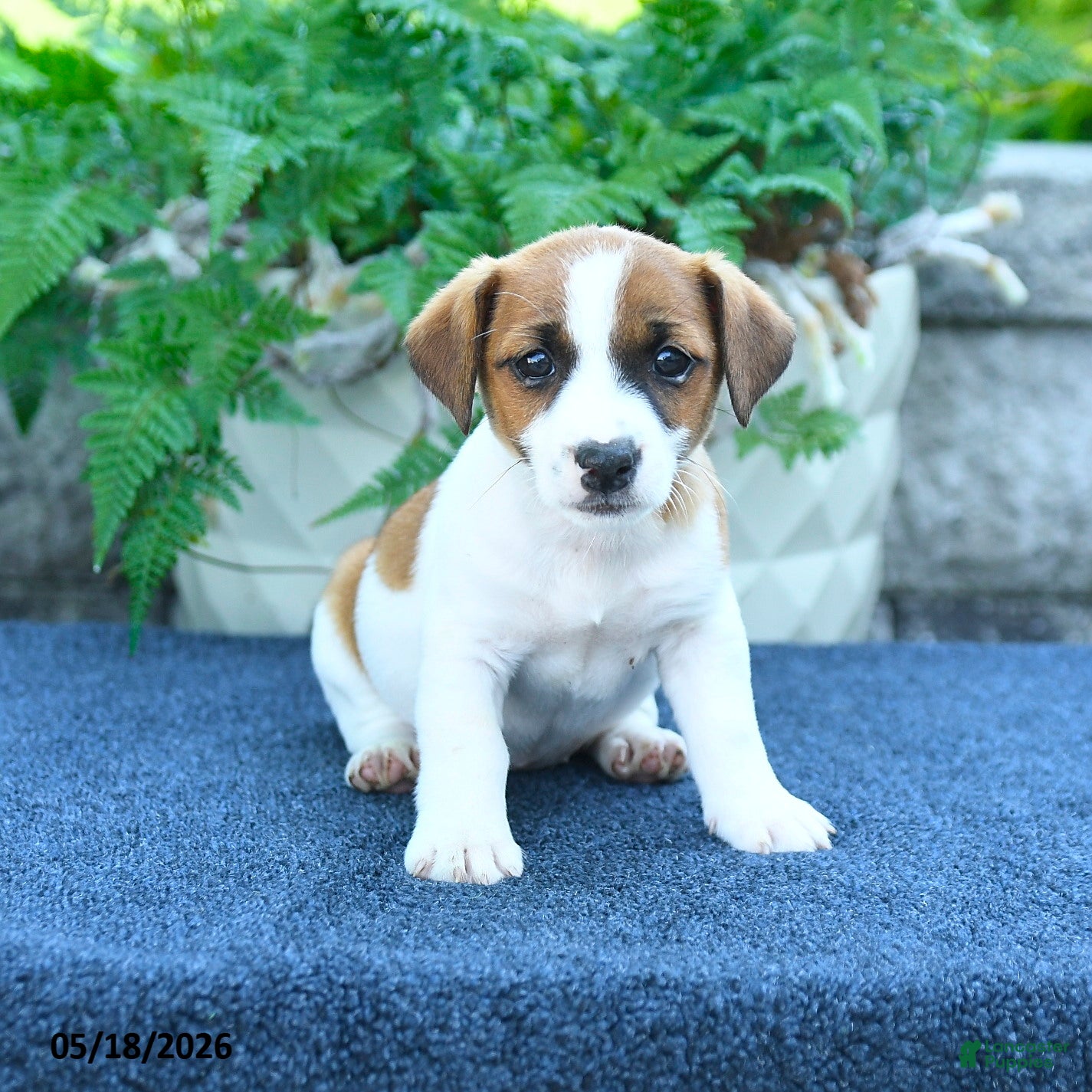 Jack Russell Terrier dogs Jade - Ad 1