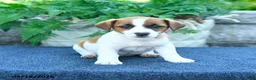 Jack Russell Terrier dogs for sale: Jade - Ad 1