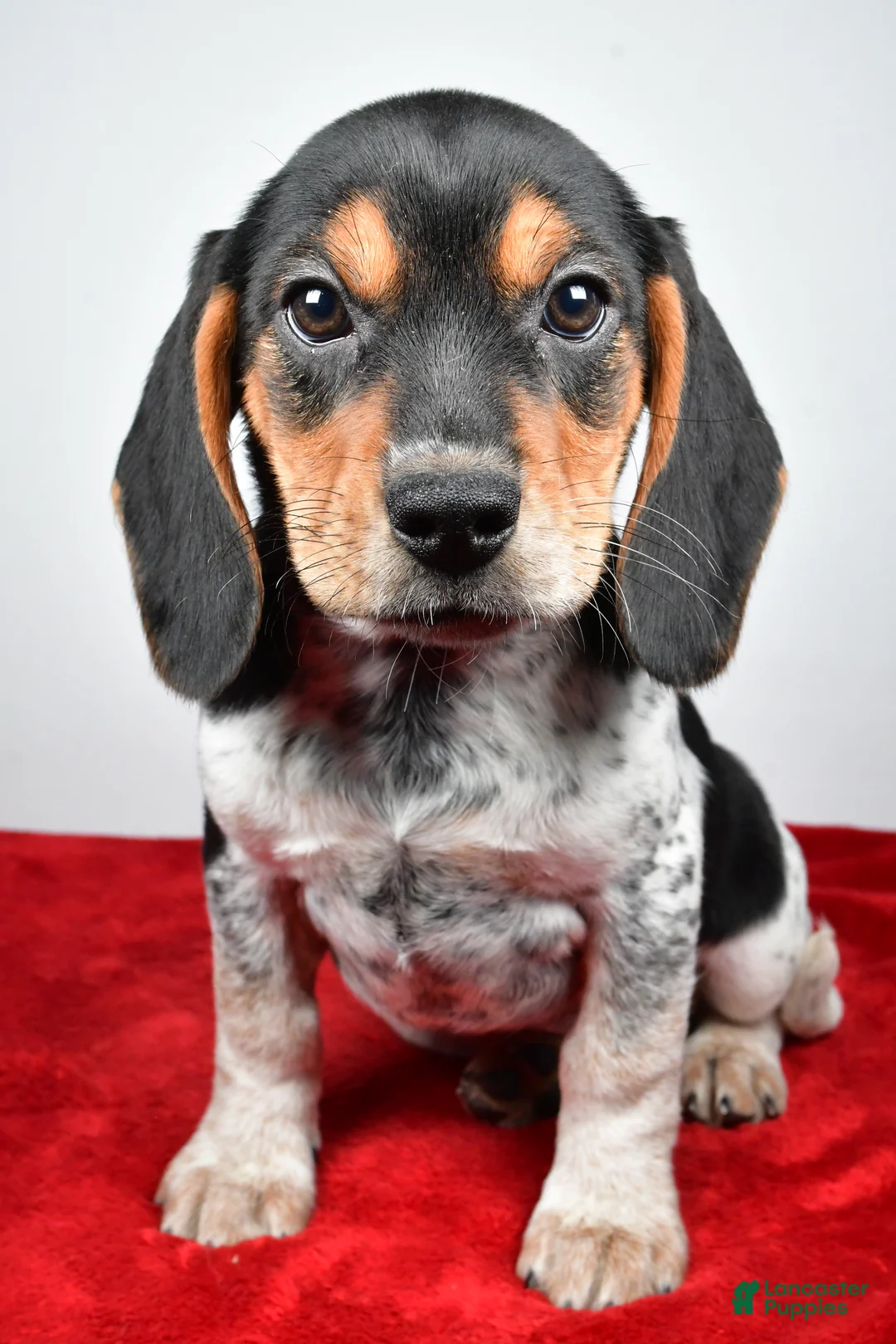 Beagle dogs for sale: Rachel - Ad 3