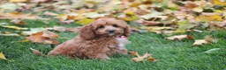 Cavapoo dogs for sale: Benni - Ad 3