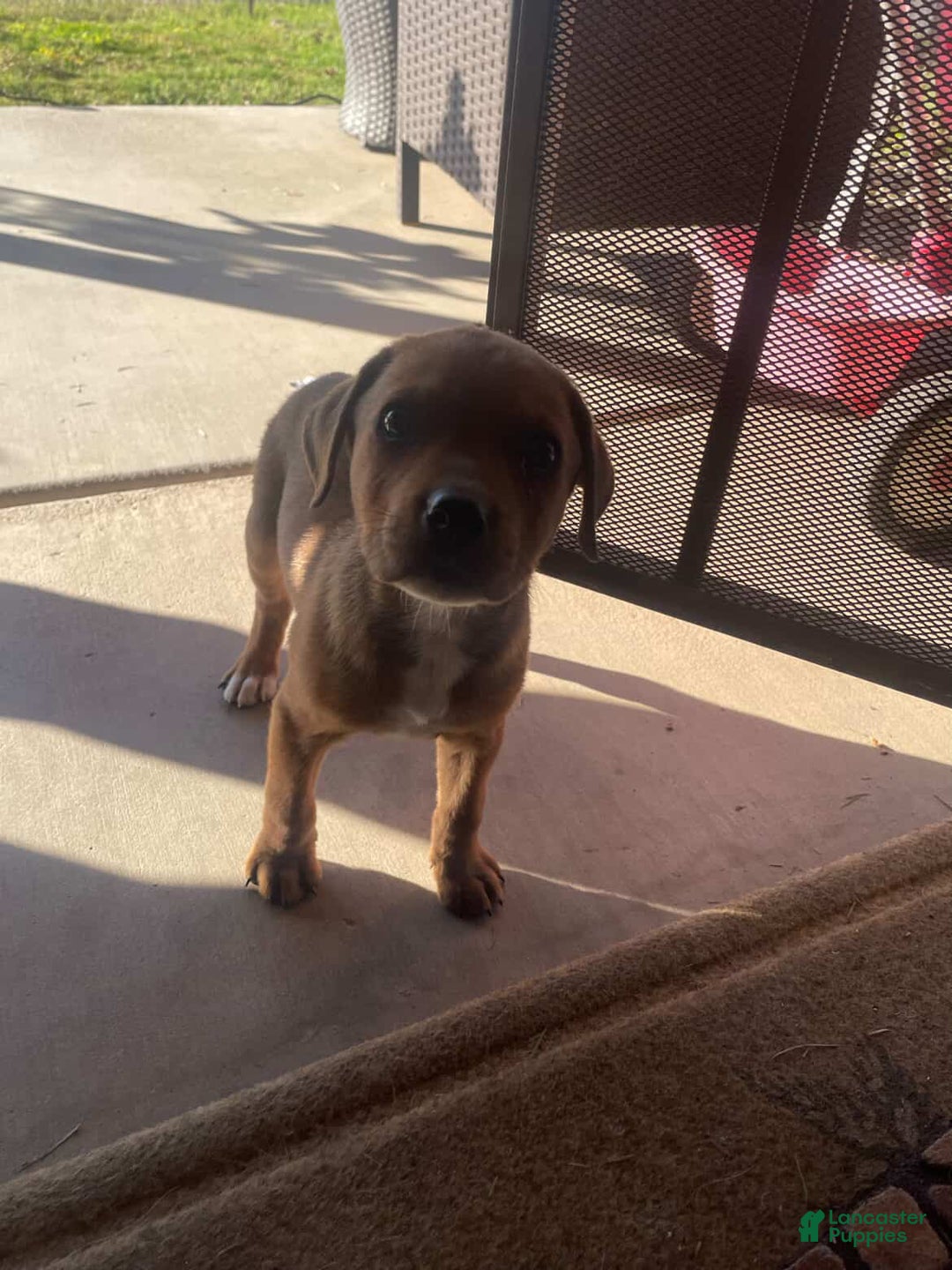Mixed Breed dogs for sale: Mixed Breed Puppy 1 - Ad 4