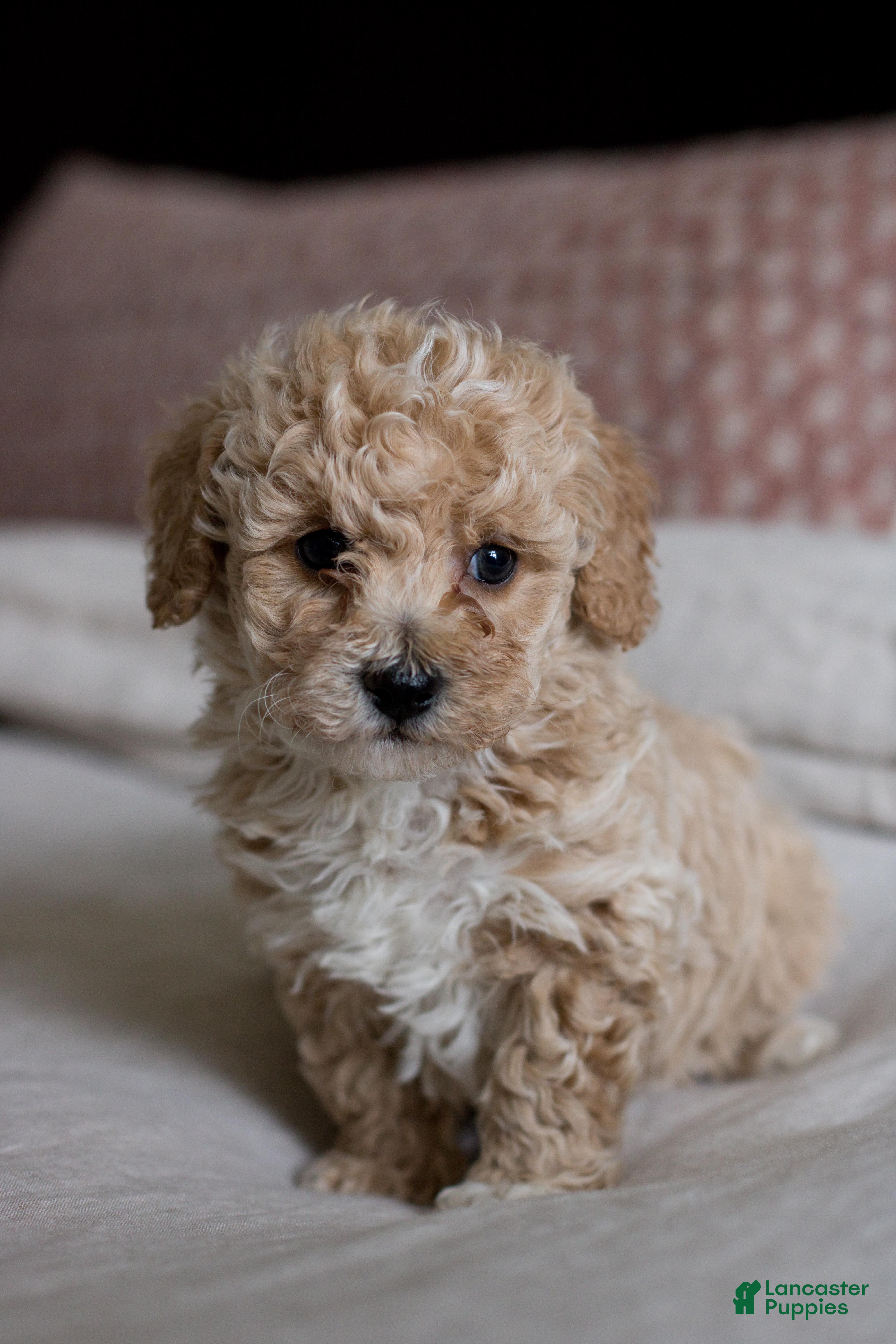 Bichpoo dogs Cooper - Ad 1