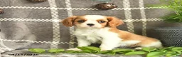 Cavalier King Charles Spaniel dogs for sale: Chocolate Dreams  - Ad 1