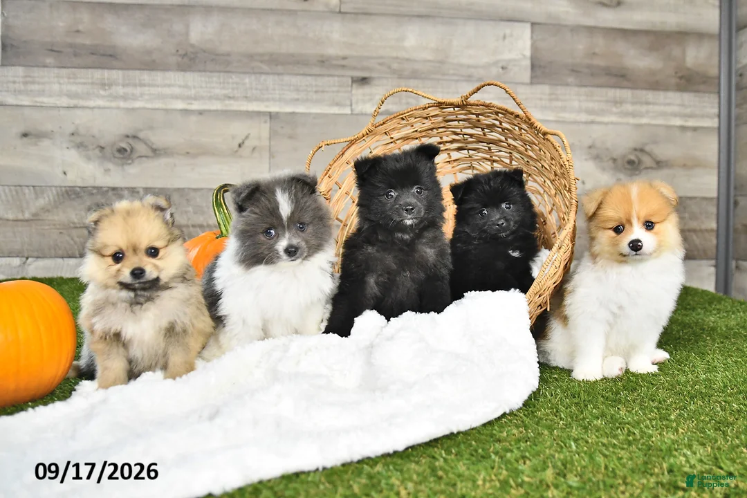 Pomeranian dogs for sale: Nicholas - Ad 5