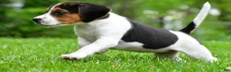Beagle dogs for sale: Bella - Ad 4
