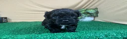 Shihpoo dogs for sale: Shihpoo 1 - Ad 6