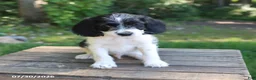 Mixed Breed dogs for sale: Waffles - Ad 5