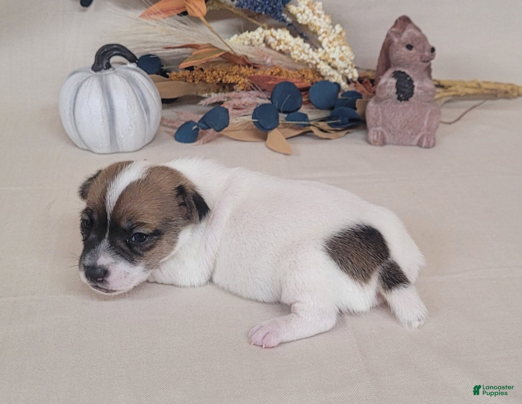 Jack Russell Terrier dogs for sale: Tara female JRT purebred  - Ad 1