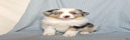 Miniature Australian Shepherd dogs for sale: Charm  - Ad 3