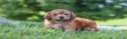 Yorkiepoo dogs for sale: Ollie - Ad 5