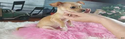 Chihuahua dogs for sale: Light fawn girl chi. Hand delivery  - Ad 5