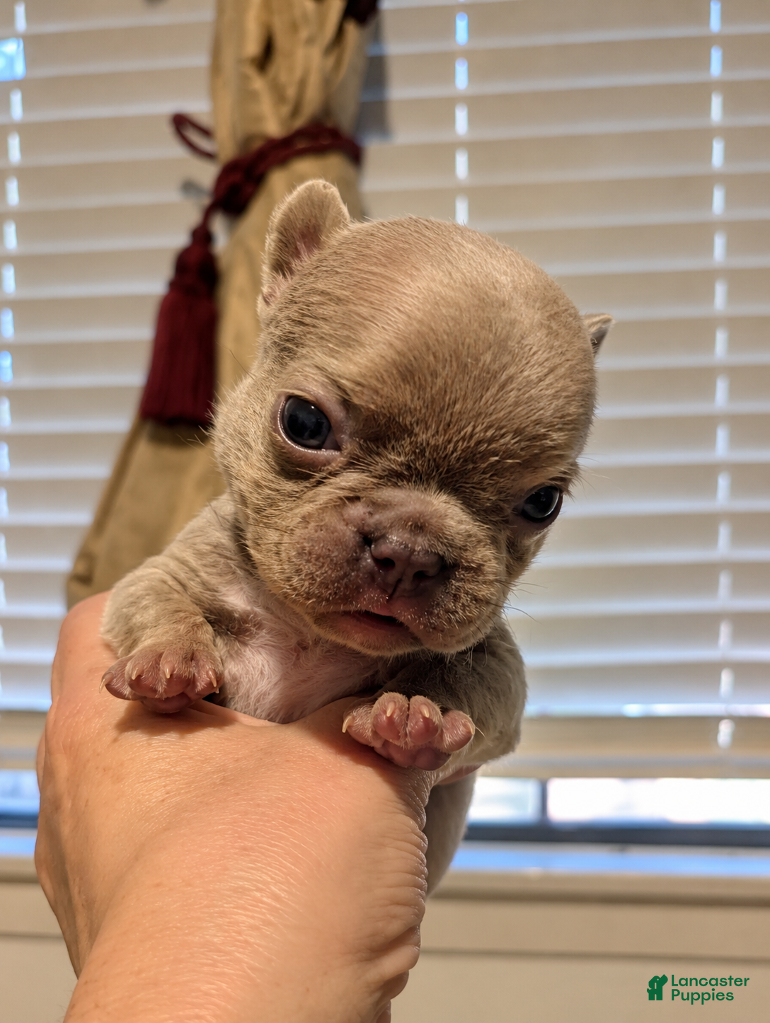 French Bulldog dogs 🌙 Mochi - Ad 1