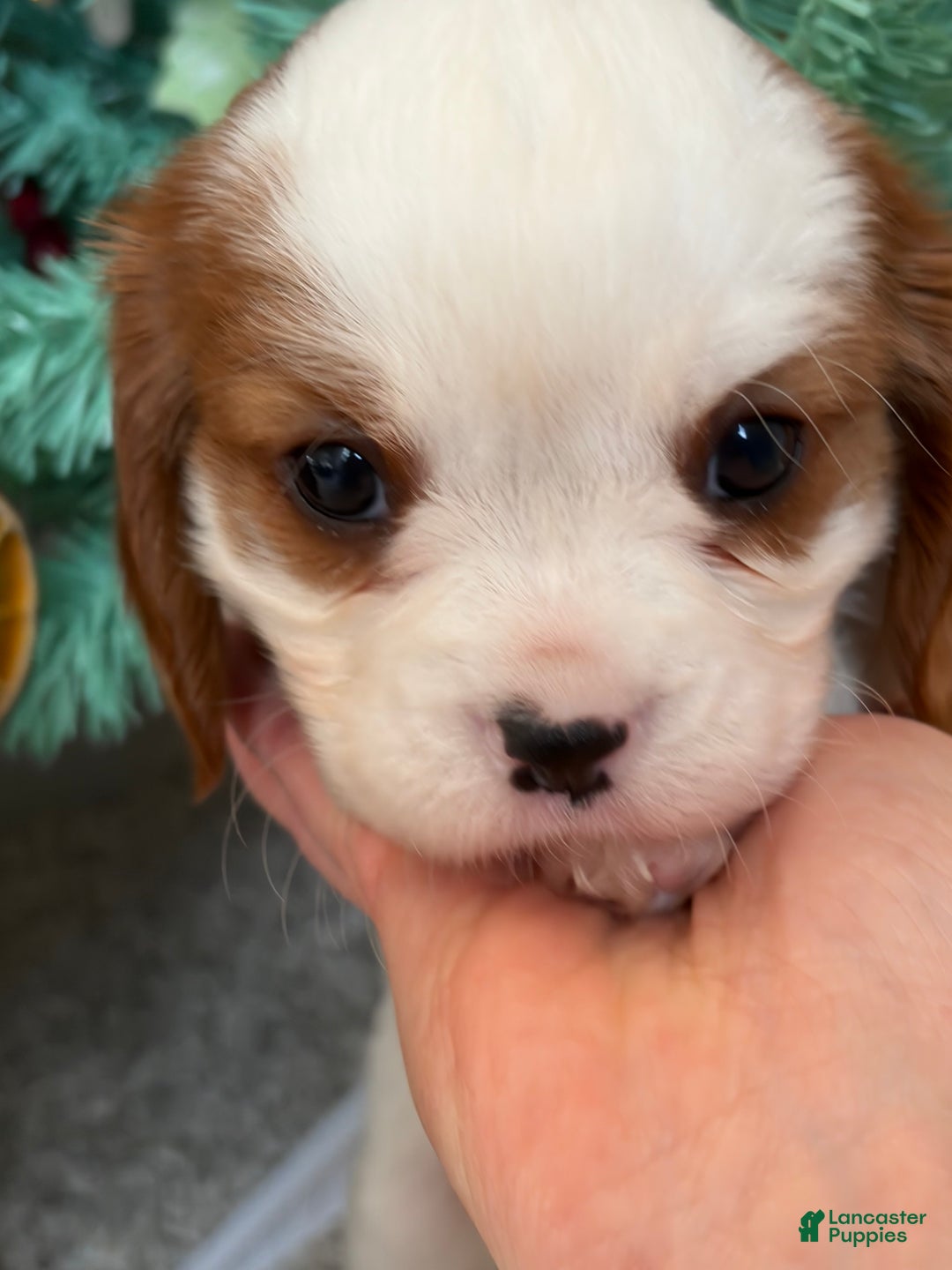 Cavalier King Charles Spaniel dogs for sale: Shepherd  - Ad 6
