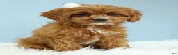 Cavapoo dogs for sale: Toffee 🧁 - Ad 8