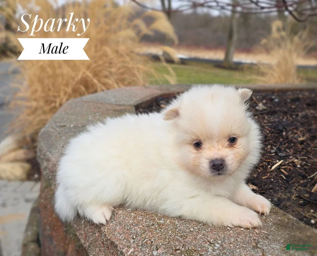 Pomeranian dogs for sale: Sparky - Ad 2