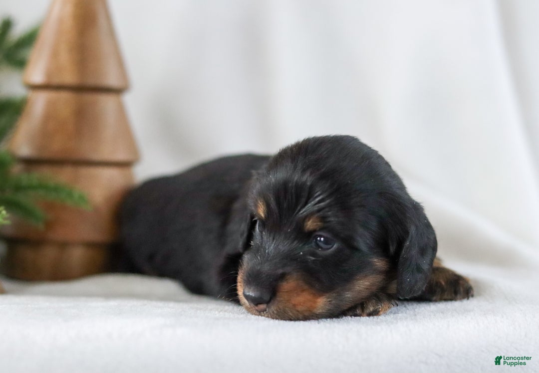 Miniature Dachshund dogs for sale: Indigo - Ad 6