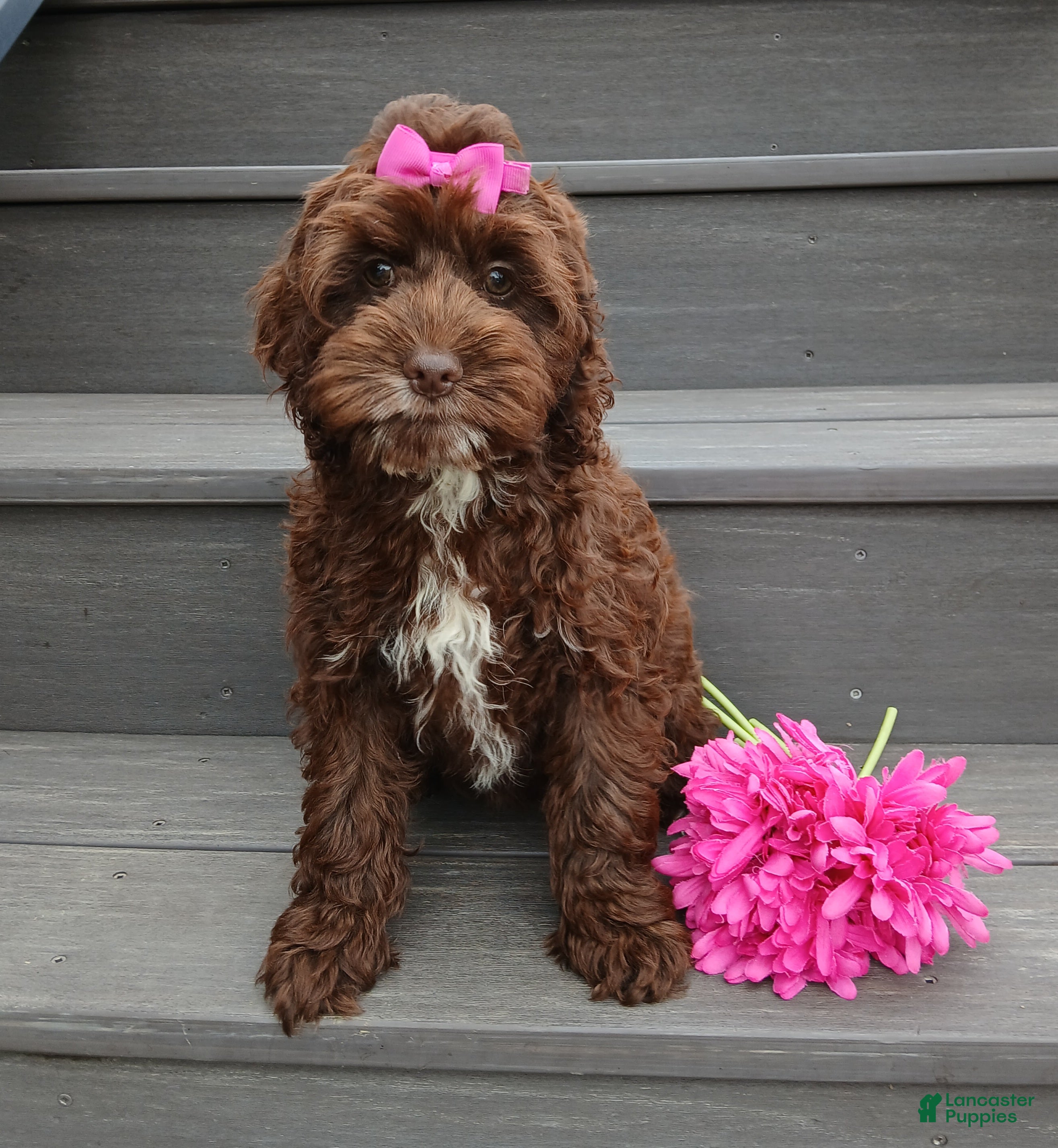 Cockapoo dogs Sylvie - Ad 28