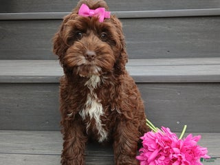 Cockapoo dogs - Ad 8