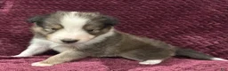 Shetland Sheepdog dogs for sale: Finn - Ad 4
