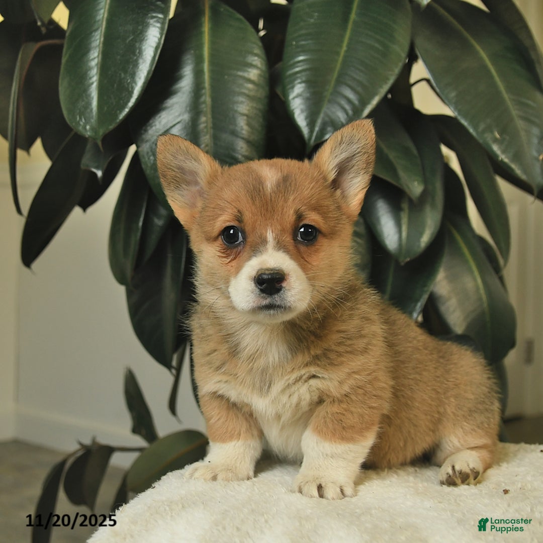 Welsh Corgi Pembroke dogs for sale: Clementine - Ad 1