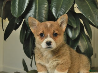 Welsh Corgi Pembroke dogs Clementine - Ad 30