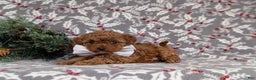 Toy Poodle dogs for sale: Bennet - Ad 4