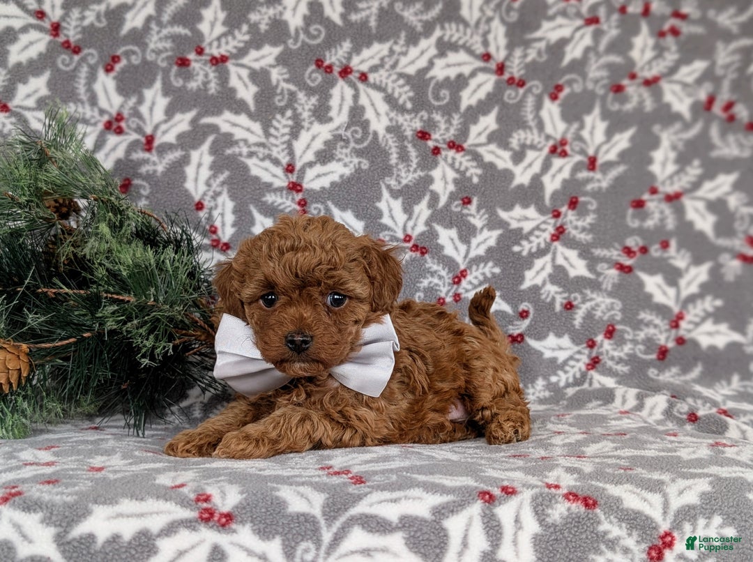 Toy Poodle dogs for sale: Bennet - Ad 4