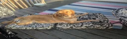 Golden Retriever dogs for sale: Golden Retriever 1 - Ad 18
