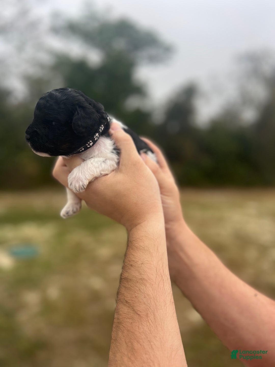 Mini Sheepadoodle dogs for sale: Black-Onyx - Ad 4