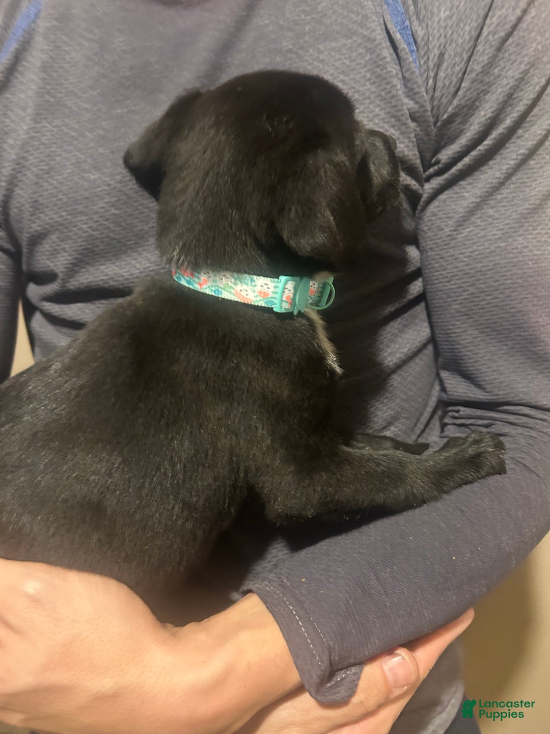 Mixed Breed dogs for sale: Jill - Ad 2