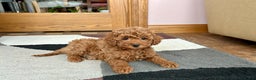 Cavapoo dogs for sale: Cavapoo Puppy 4 - Ad 3