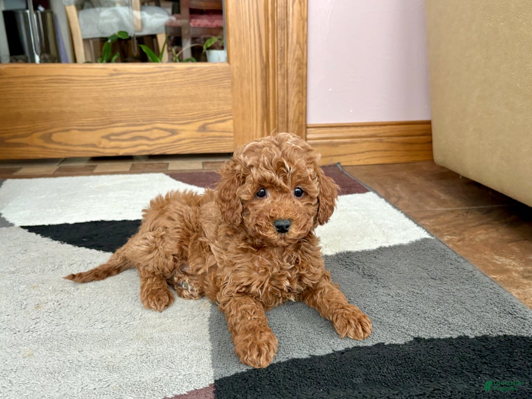 Cavapoo dogs for sale: Cavapoo Puppy 4 - Ad 3