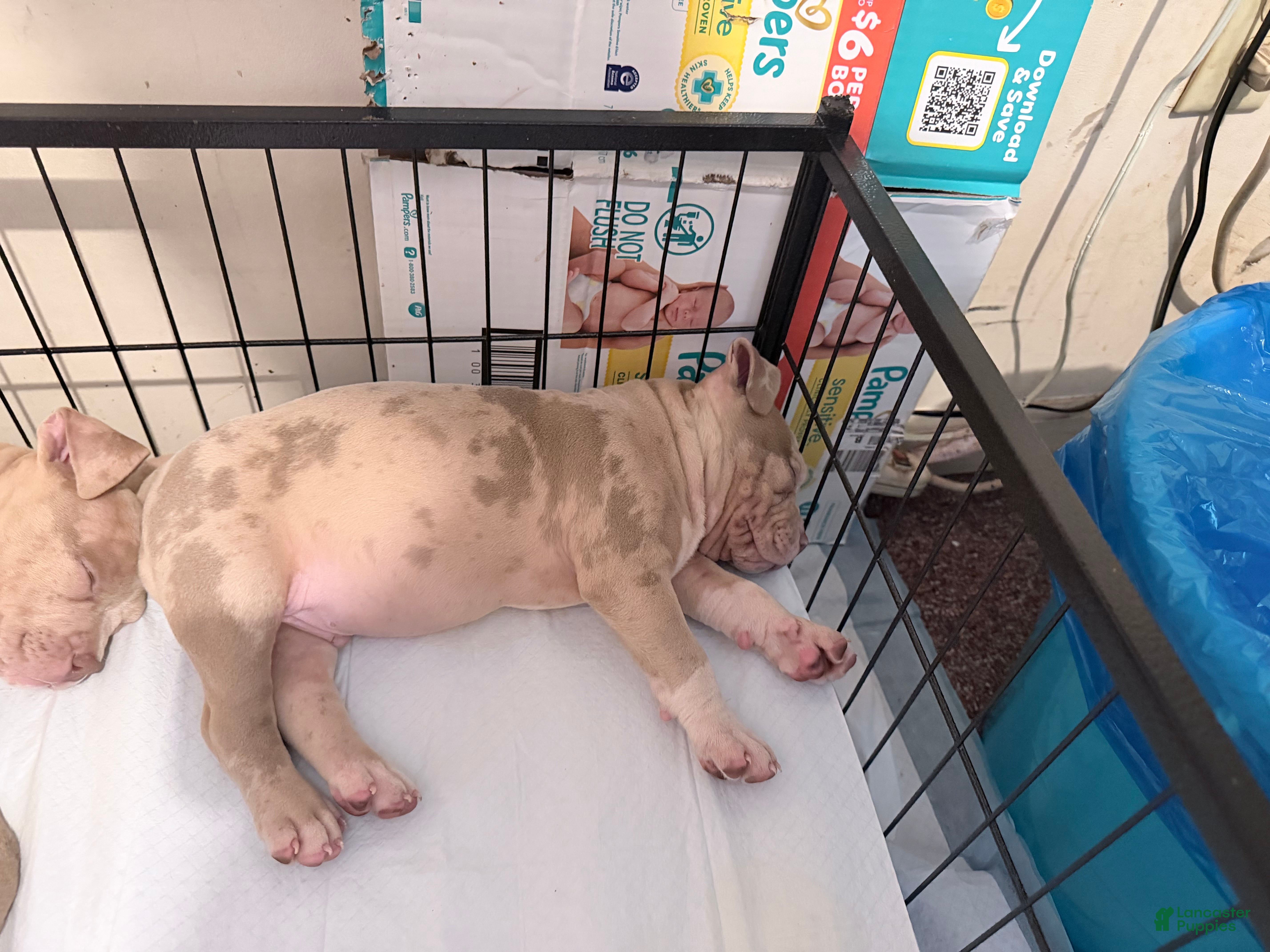 American Bully dogs Merle boy - Ad 2